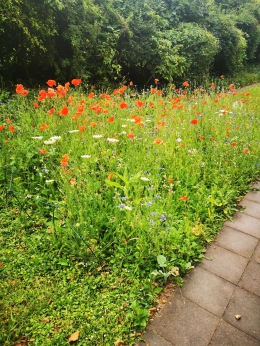 6-Mohn dominiert